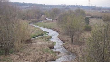 Camaleones de aldea