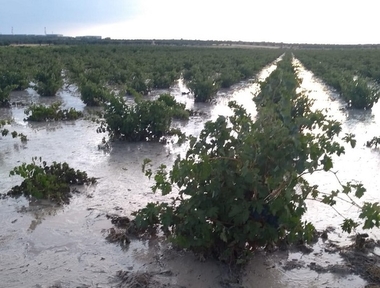 Todos los daños ocasionados por las tormentas de las últimas horas están cubiertos por el seguro agrario