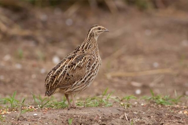 Asociaciones ecologistas de Extremadura piden cambios en la próxima orden de vedas