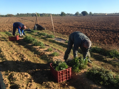 La Junta de Extremadura publica la resolución de las solicitudes de calificación de agricultor a título principal