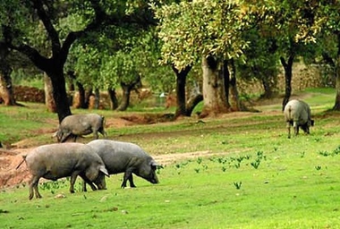 El CENSYRA subastará en marzo 48 ejemplares de ganado porcino raza duroc