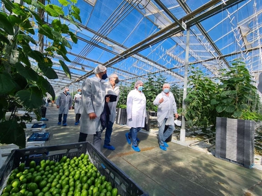 Begoña García visita en Don Benito las instalaciones de la productora de pepinos y pimientos semidulces para snacks Finca La Boyal