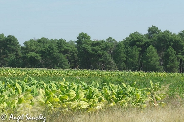 Publicada la resolución provisional de pagos del cuarto y quinto año de compromiso de ayudas agroambientales al tabaco