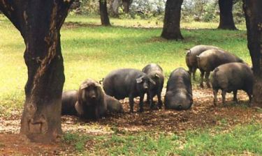 La Junta logra que los sectores del porcino y equino se incorporen a los eco-esquemas de la futura PAC