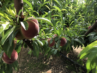 La Junta de Extremadura regula la venta directa de determinados productos agrarios en la región desde las explotaciones agroganaderas