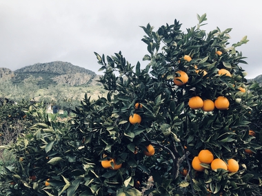 El DOE publica las ayudas para apoyar procesos de reestructuración del sector cooperativo agroalimentario en Extremadura