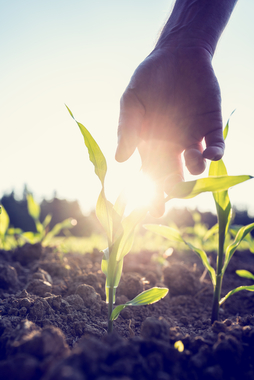 La Junta publica en el DOE la orden que aprueba un nuevo instrumento financiero para profesionales agrarios ya instalados