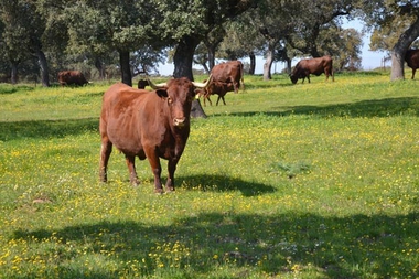 La Junta de Extremadura abona más de 3 millones de euros al vacuno de cebo, vacuno leche y pago básico