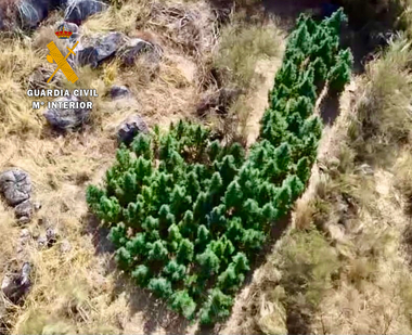 La Guardia Civil detiene a un vecino de Valencia de Alcántara por tener en su finca 83 plantas de marihuana de gran tamaño