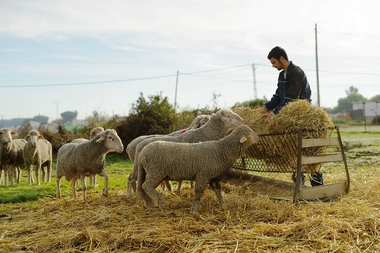 El DOE publica la subsanación de solicitudes de ayudas a la creación de empresas para jóvenes agricultoras y agricultores en la región