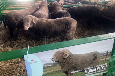 La Diputación abre el plazo para la solicitud de ganado selecto de la raza Merino Precoz, que cría en la Finca El Cuartillo de Cáceres
