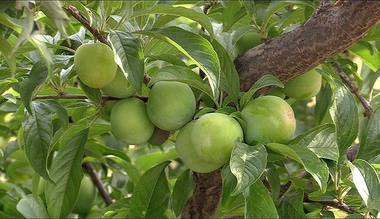 Mérida acoge el 15 de marzo la II Jornada de Fruticultura y Postcosecha organizada por la Consejería de Agricultura