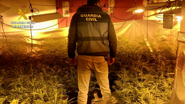 La Guardia Civil desmantela en Navalmoral de la Mata un cultivo Indoor de marihuana y aprehende 320 plantas