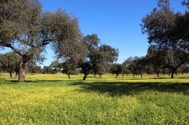 El 112 Extremadura activa la alerta naranja por altas temperaturas en toda Extremadura para este lunes