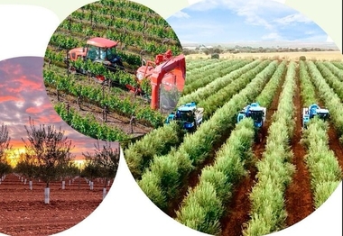 Cicytex aborda en una jornada formativa los retos del olivar y el viñedo en Tierra de Barros