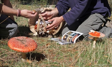 Unas jornadas abordarán la riqueza micológica de la Sierra de Montánchez