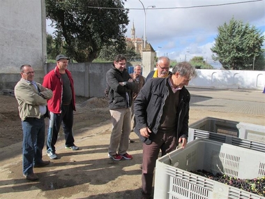 El Parlamento aprueba que se regule el rebusco y APAG ASAJA considera positiva la acción de la Consejería de Agricultura