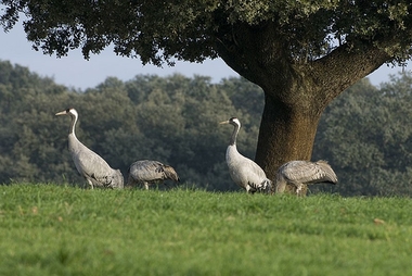 Agotadas todas las plazas para el Festival de las Grullas, con 120.000 aves en las dehesas de Extremadura