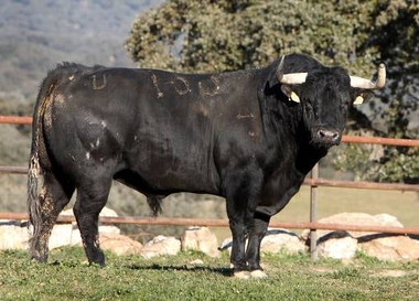 El Toro de Encaste Domecq