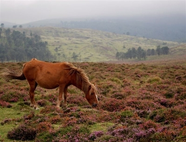 La Asociación de Zooterapia de Extremadura organiza un curso sobre intervenciones asistidas con caballos