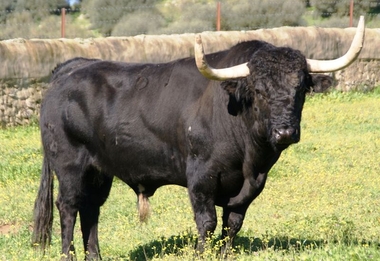 Toro de Encaste Conde de la Corte