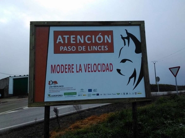 En las carreteras extremeñas ya hay señales de tráfico que advierten de la presencia del lince ibérico y piden prudencia