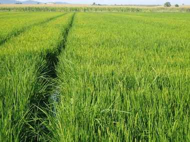 CICYTEX participa en un proyecto para usar paja de arroz en la fabricación de plásticos, combustibles, piensos y medicinas