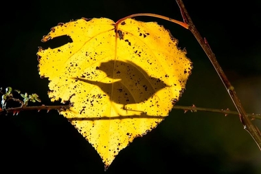 Cinco instantáneas obtienen los premios del X Concurso Fotográfico 'Las aves silvestres' de FIO