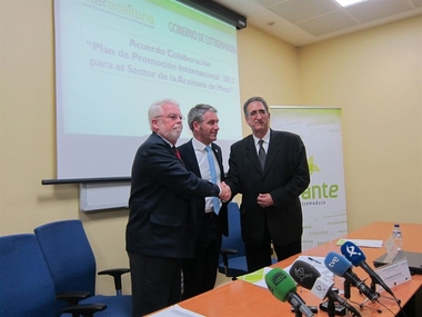 Extremadura promocionará la aceituna de mesa en Rusia a través de puntos de venta o campañas de márketing online