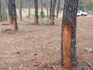 Casi 80 resineros autónomos trabajan en los montes públicos de las comarcas extremeñas de la Siberia y de Gata