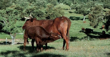 Gestores de la dehesa y profesionales vinculados a ella analizan en Badajoz el presente y el futuro de este sistema ibérico