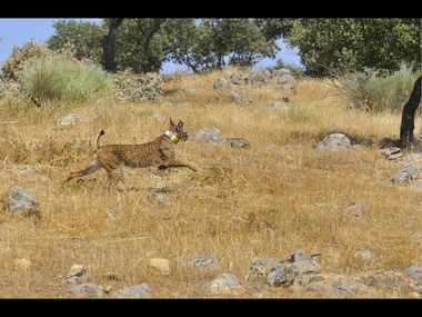 Nacen los primeros linces ibéricos en libertad en Extremadura desde que se reintrodujo la especie hace 10 meses