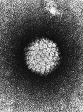 Extremadura supera la cobertura de vacunación frente al papilomavirus propuesta por Sanidad, al alcanzar el 82,5%
