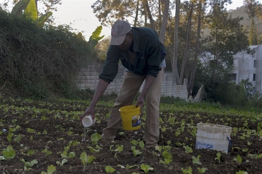 La Junta convoca ayudas para prestar asesoramiento técnico al sector agrícola en materia de protección de vegetales