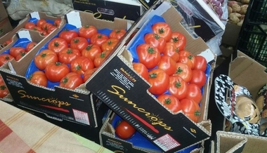 La Unión Extremadura señala que la devaluación del yuan chino hace peligrar la rentabilidad de explotaciones de tomate