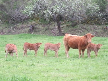 UPA-UCE Extremadura exige al Magrama que no penalice a los agricultores de la región por la sanción sobre pastos