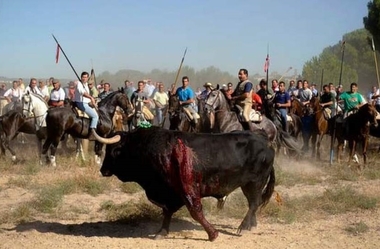 El 'Toro de la Vega':  tradiciones que no merecen pervivir