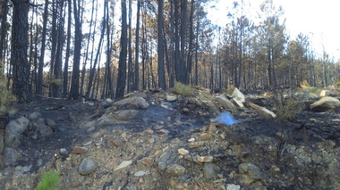 Agricultura declarará como zona de actuación especial las superficies afectadas por el incendio en Gata