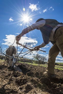 La fotografía 'De sol a sol' gana el concurso convocado por Cooperativas Agro-alimentarias Extremadura