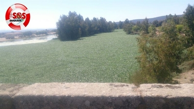 se suma a la Plataforma SOS Guadiana para luchar contra el camalote en el río
