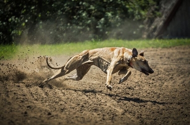 Fedexcaza y Federación Extremeña de Galgos piden a la Junta que regule el entrenamiento de galgos con vehículos a motor