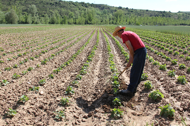 Justicia para el campo, Justicia el campo grita