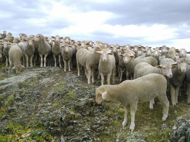 El GO Filotat avanza en las técnicas de genómica para la producción de lotes homogéneos de lana de calidad