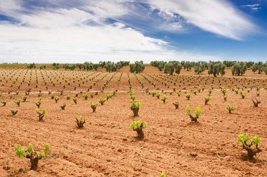 Extremadura recibe una superficie de 312 hectáreas de nuevas plantaciones de viñedo