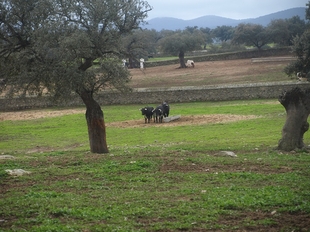 Extremadura, la reina de la dehesa