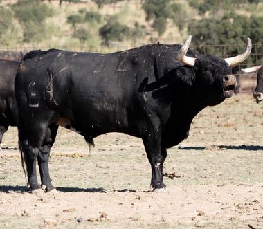 El toro de encaste Murube