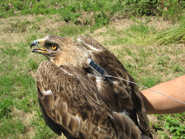 SEO/BirdLife y Fundación Iberdrola marcan con un emisor satélite GPS un águila perdicera en Extremadura