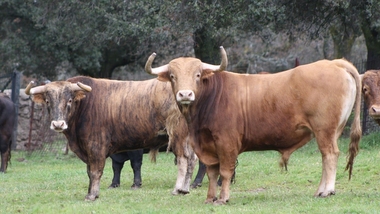 El Toro de Encaste Núñez