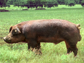 UPA-UCE rechaza la inclusión obligatoria de los berracosDuroc Jersey en los libros genealógicosdel porcino ibérico