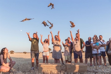 Los pollos de cernícalo primilla que caen de sus nidos en las colonias de Extremadura serán liberados este miércoles